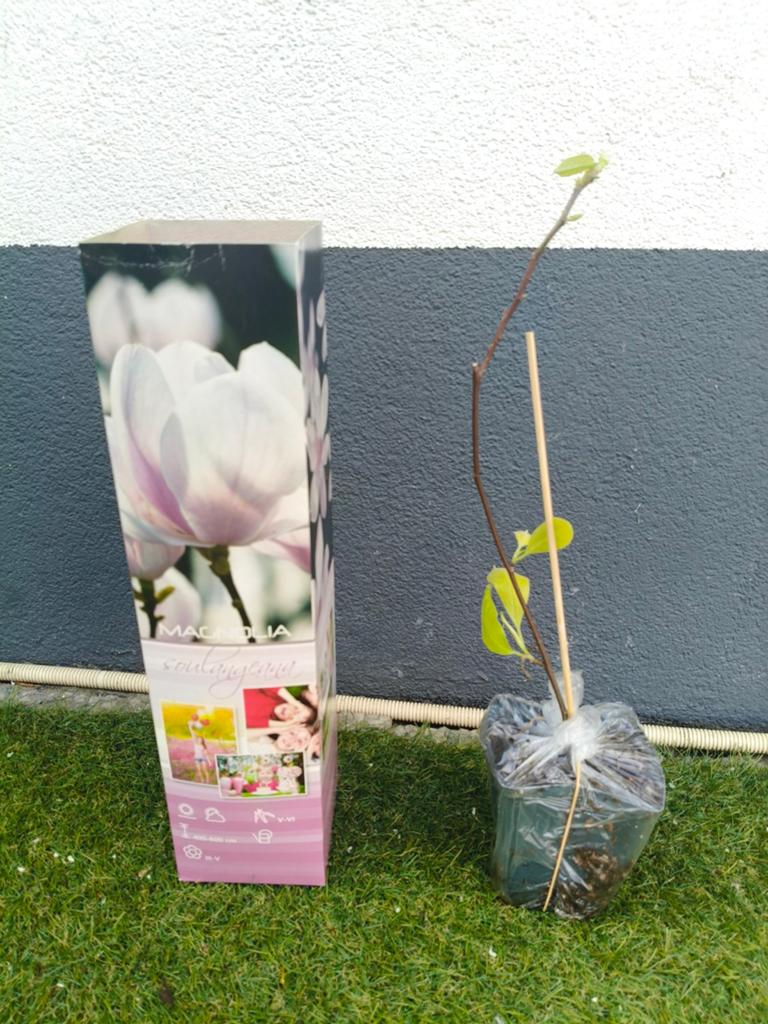 Magnolia Soulangeana beverboom., Ophalen of Verzenden, Lente, Volle zon, Overige soorten