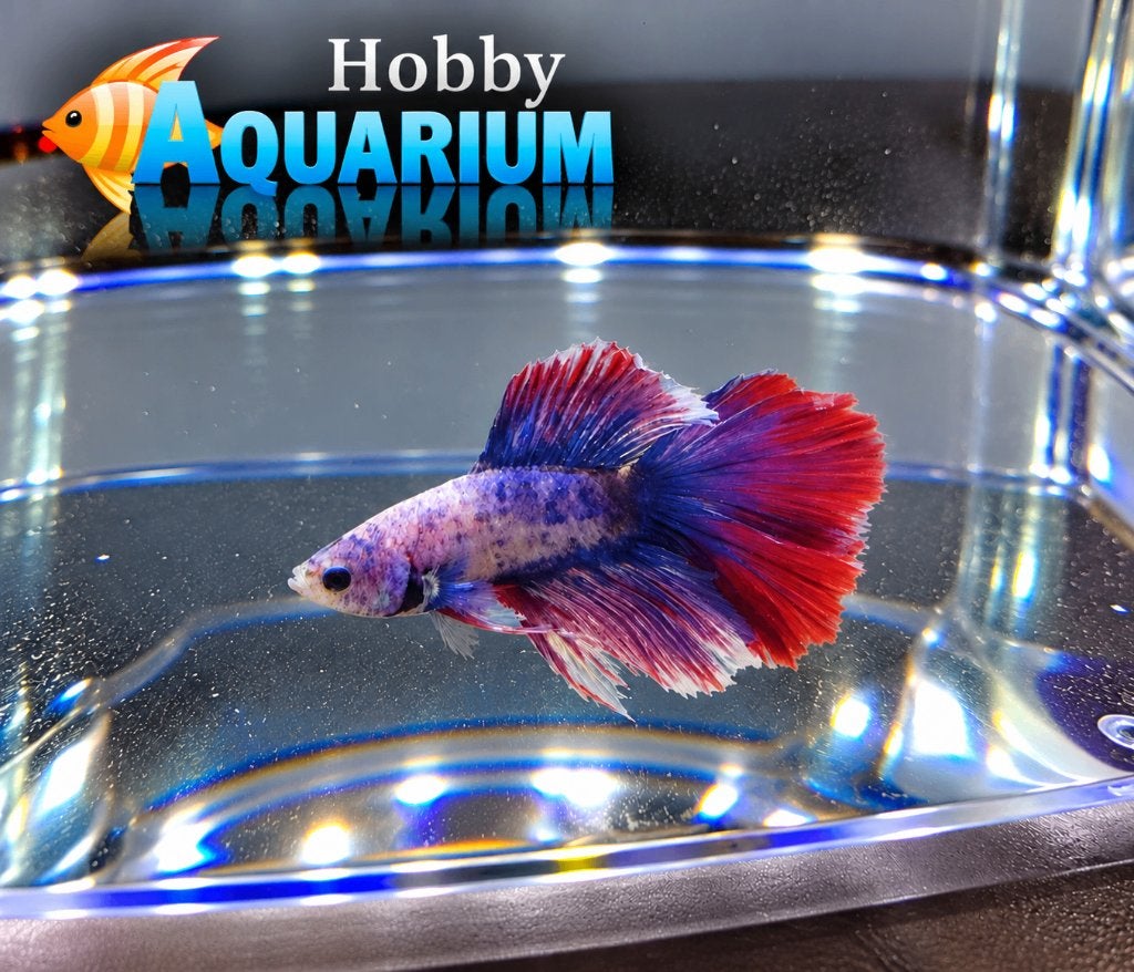 Hobbyaquarium  Betta Doubletail Woensdag 21 okt 12/20 uur, Vis, Zoetwatervis