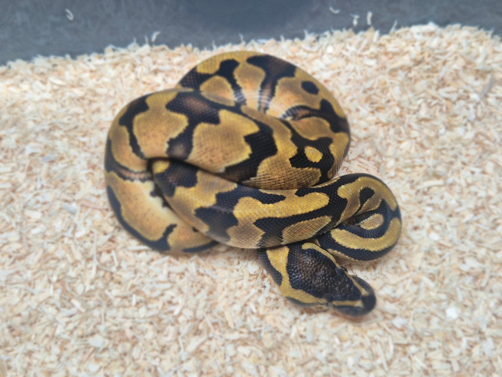 python regius / ballpython nakweek 2026 Ball Python photo 4