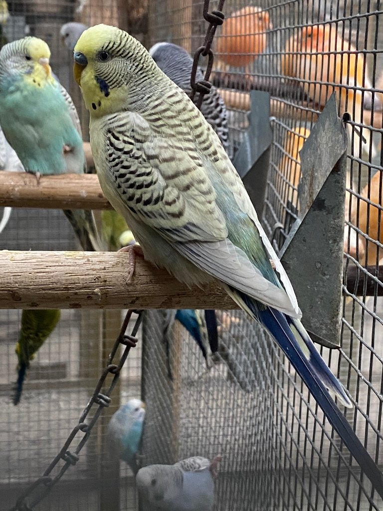 Texas x blackwing parkieten koppel, Dieren en Toebehoren, Vogels | Parkieten en Papegaaien, Meerdere dieren, Parkiet