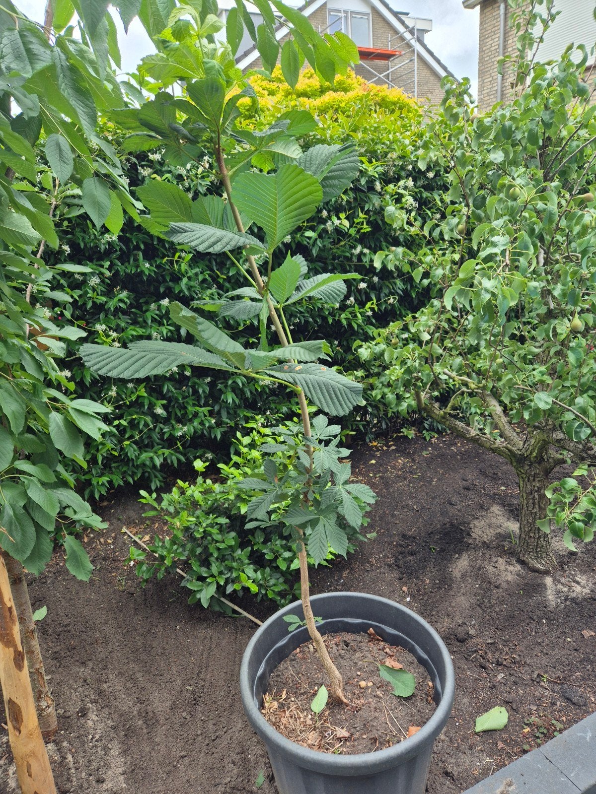Kastanjeboom (in speciekuip), Tuin en Terras, Ophalen, Volle zon, Overige soorten, Minder dan 100 cm