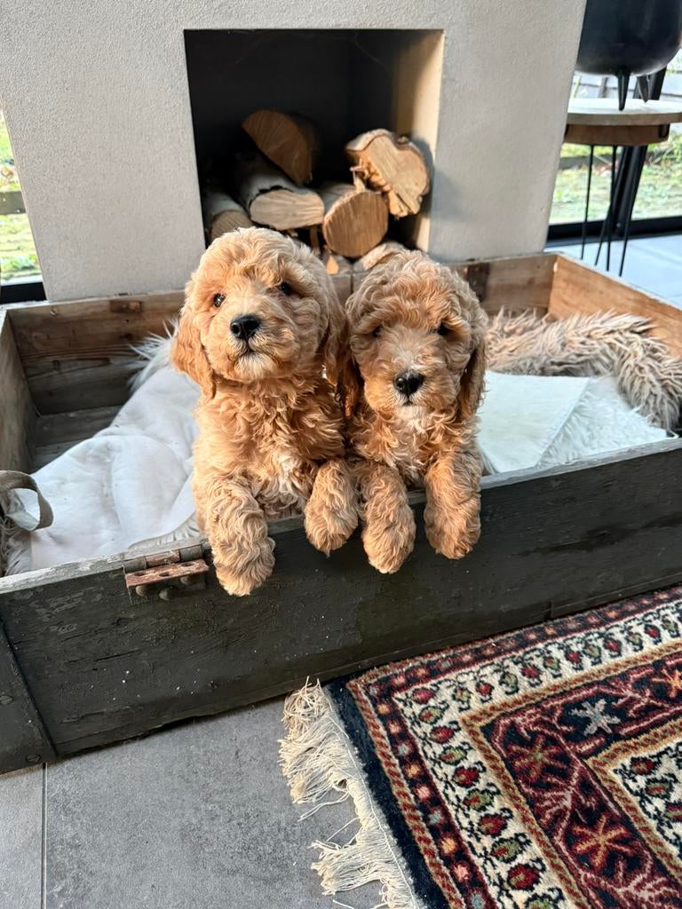 Labradoodle, Parvo, Nederland, Overige rassen, 8 tot 15 weken