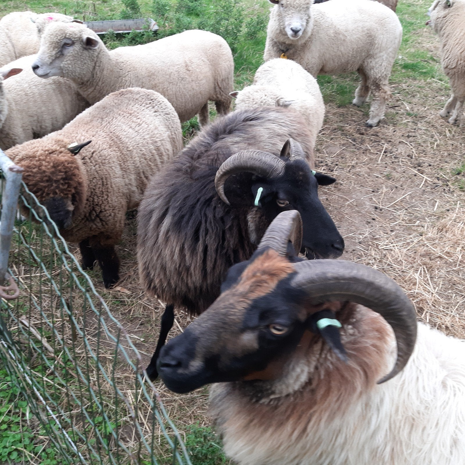 te koop 4 heide ooien, Dieren en Toebehoren, Schapen, Geiten en Varkens, Vrouwelijk, Schaap
