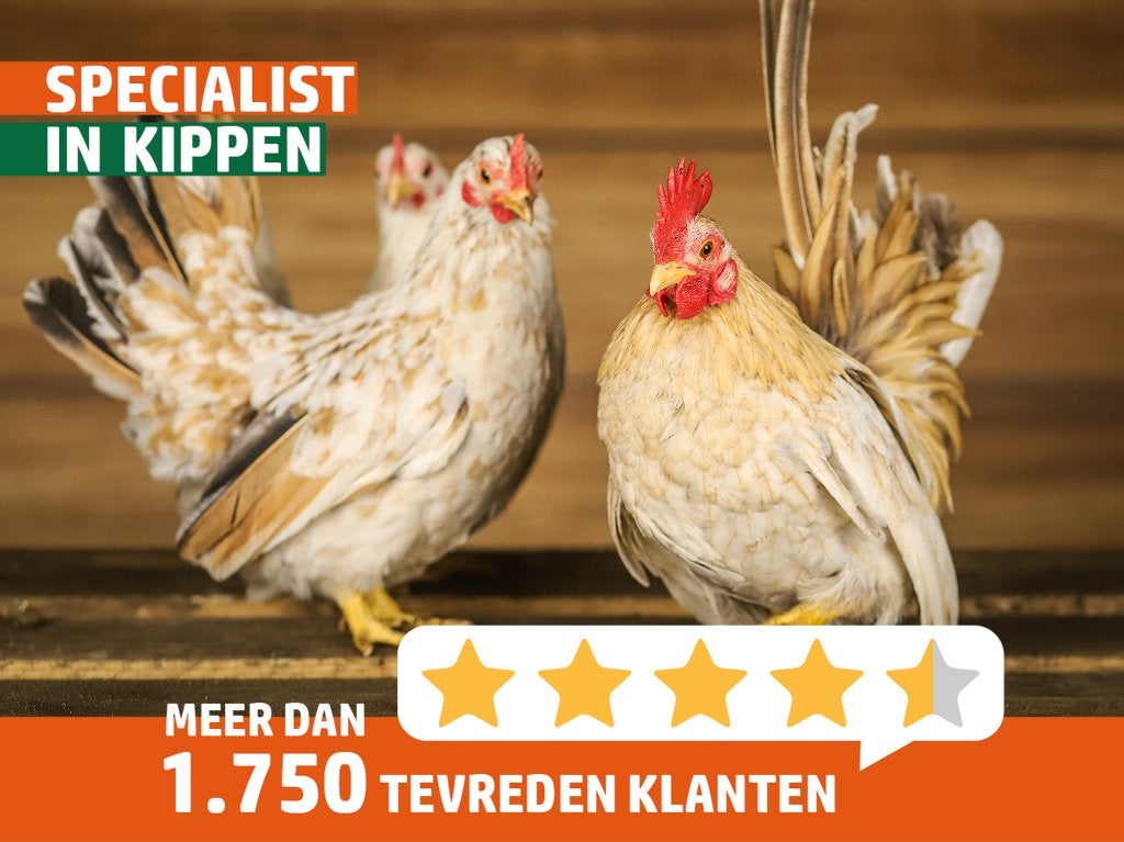 Serama | Lieve kip | Kippen | Deskundig advies, Meerdere dieren, Kip