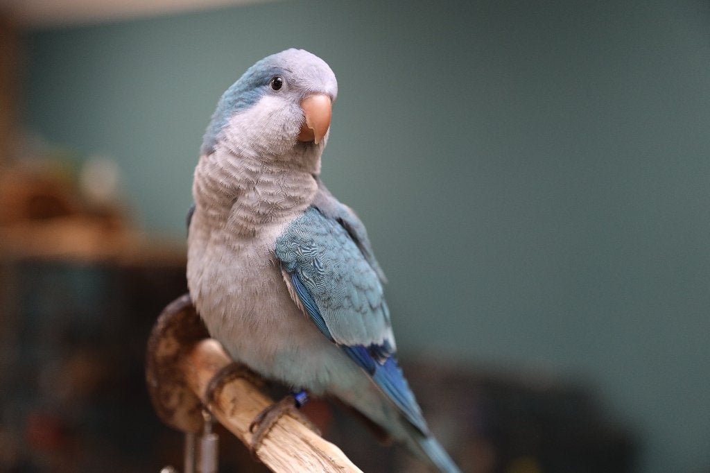 Jonge Baby Muisparkieten | Handtam | Div. Kleuren, Dieren en Toebehoren, Vogels | Parkieten en Papegaaien, Meerdere dieren, Parkiet