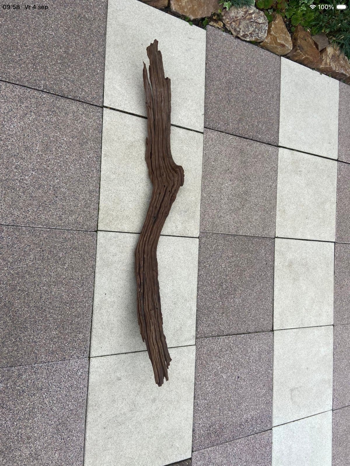 Kienhout driftwood aquarium paludarium terrarium, Dieren en Toebehoren, Vissen | Aquaria en Toebehoren, Ophalen, Zo goed als nieuw