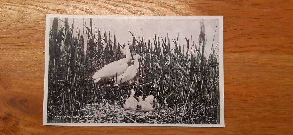 Lepelaars met jongen, Ophalen of Verzenden, 1940 tot 1960, Ongelopen, Natuur