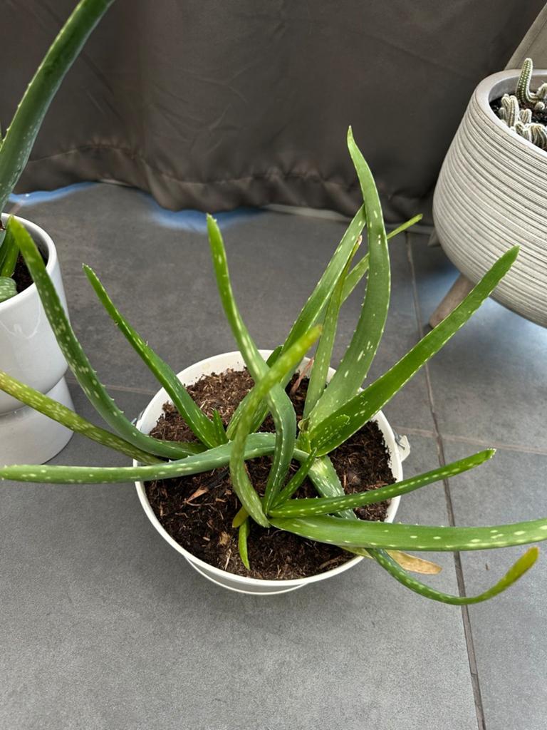 Grote Aloë Vera plant in pot, Vetplant, Ophalen of Verzenden, In pot, Minder dan 100 cm