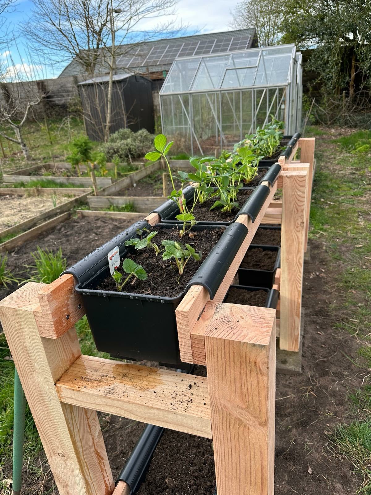 Aardbeienrek met Batobakken