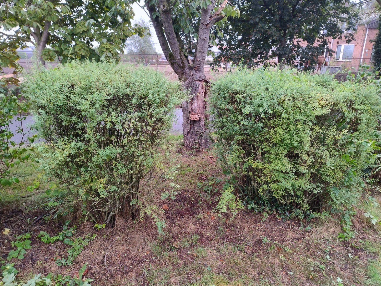 Twee Liguster struiken gratis, Tuin en Terras, Ophalen, Liguster, Struik, 100 tot 250 cm