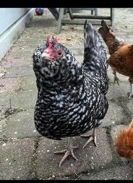 uilebaard hen 4/5 jaar oud kip kriel, Vrouwelijk, Kip