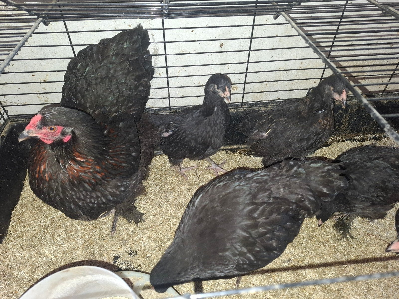 6 hennen orpington X brahma, Vrouwelijk, Kip