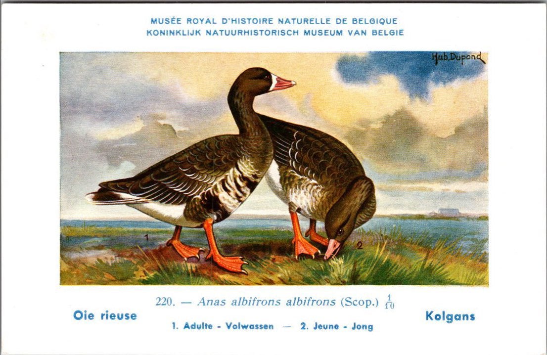 Kolgans / Greater White-fronted Goose – Nº 220 – (KBIN), Verzamelen, Ansichtkaarten | Dieren, Verzenden, 1940 tot 1960, Ongelopen