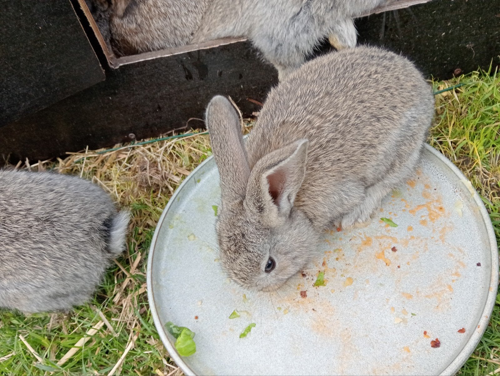 Leuk nestje jonge konijnen, Dieren en Toebehoren, Konijnen, Meerdere dieren, Middelgroot, 0 tot 2 jaar