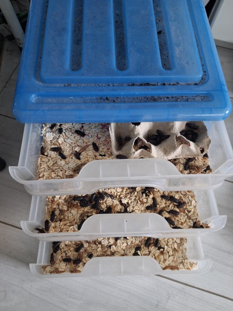Kweekbak meelwormen, Dieren en Toebehoren, Dierenvoeding, Ophalen
