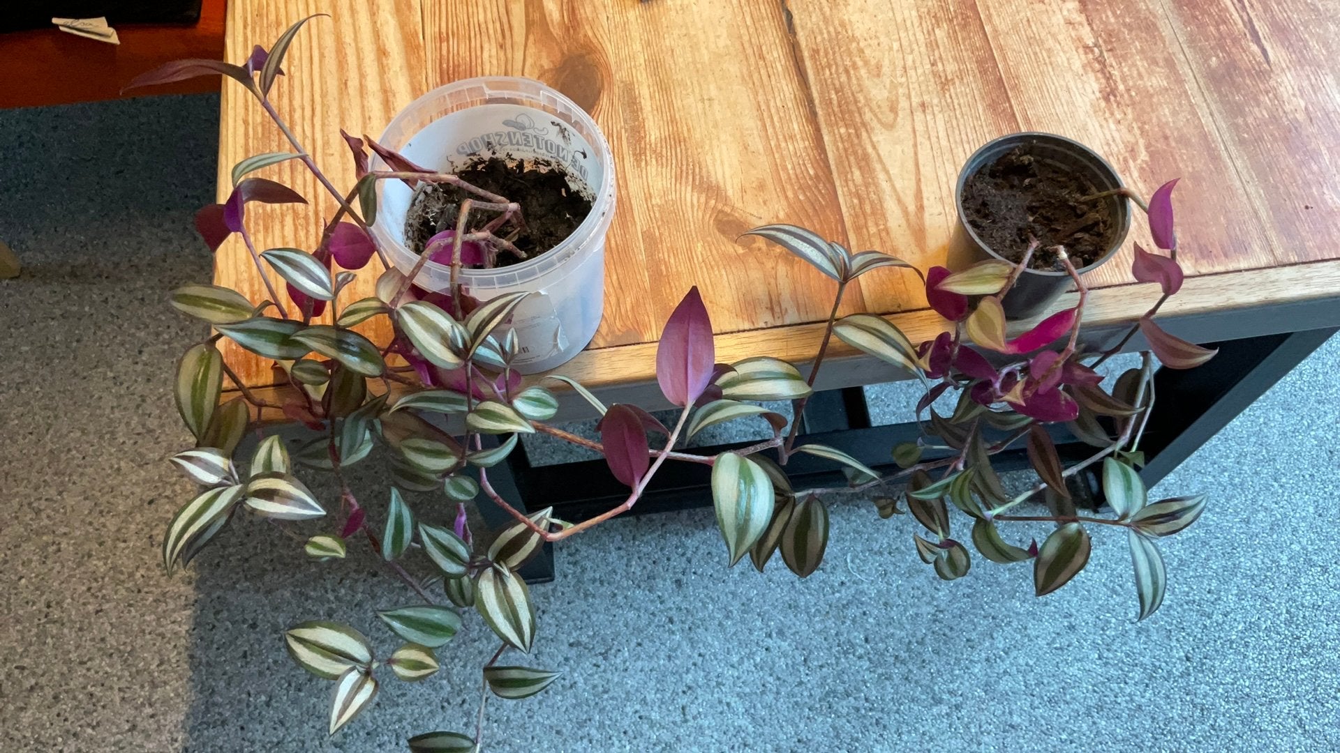 Tradescantia zebria of vaderplant stekken, Huis en Inrichting, Kamerplanten, Ophalen, Halfschaduw, Minder dan 100 cm