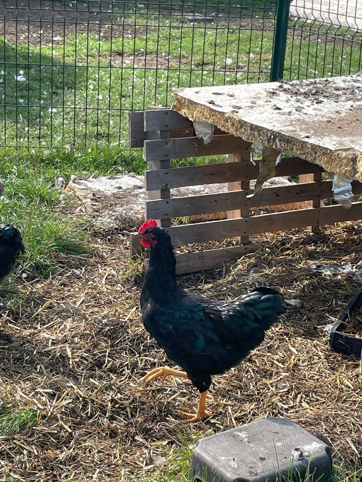 2 barnevelder Hanen, Dieren en Toebehoren, Pluimvee, Mannelijk, Kip