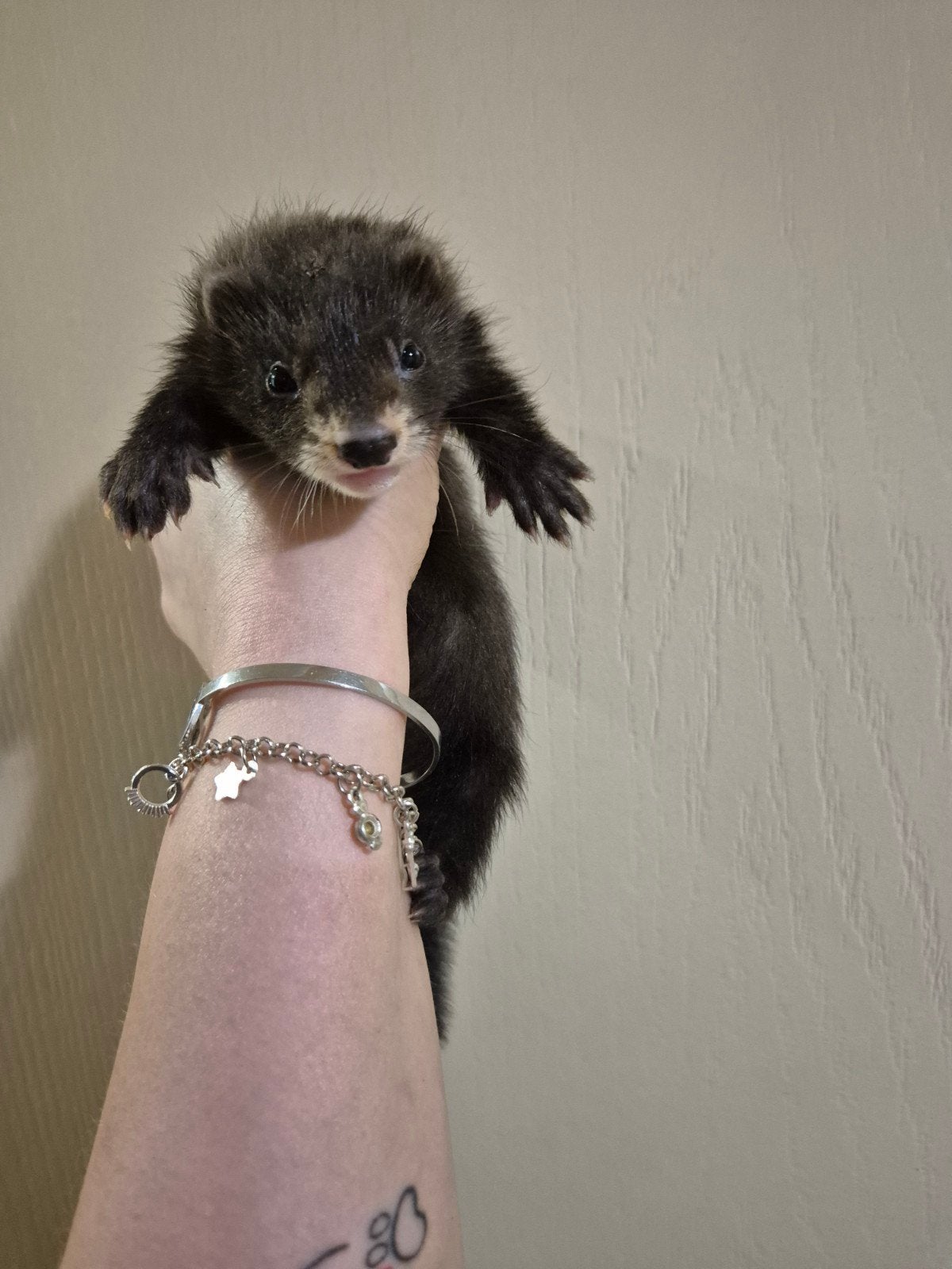 Super knap black solid fretten rammetje pup, Mei, Mannelijk