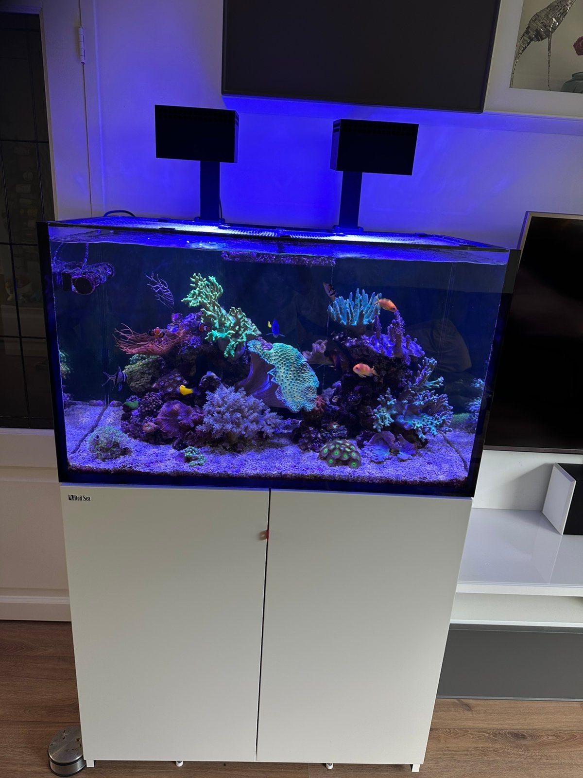 Red sea reefer 250 G2 (complete hobby), Ophalen, Zo goed als nieuw, Gevuld zeewateraquarium, Red Sea