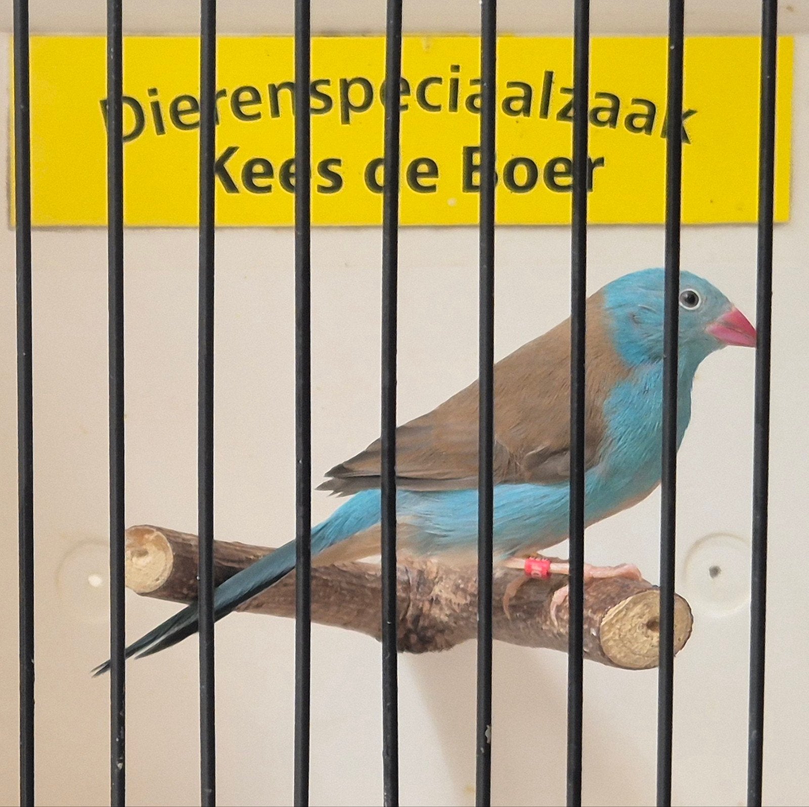 Blauwkop blauwfazant man, Mannelijk, Geringd