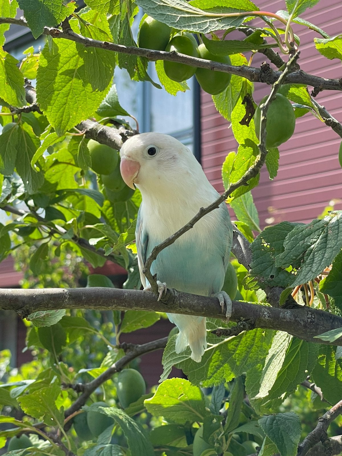 Agapornis Dwergpapegaai Lovebird Handtam, Meerdere dieren, Dwergpapegaai of Agapornis, Geringd