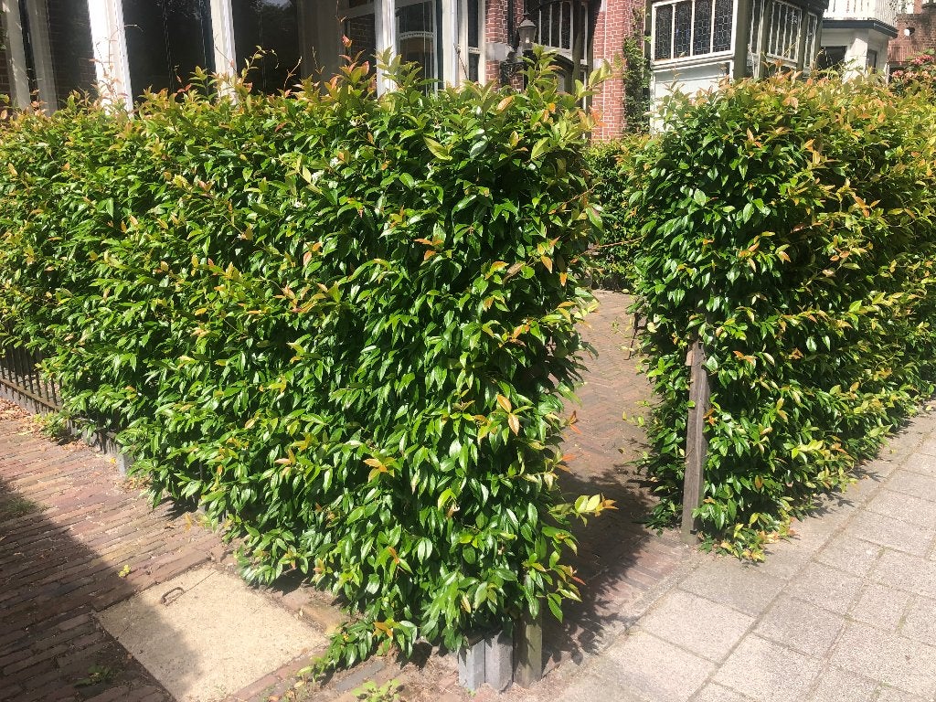 Foto 9 van Toscaanse Jasmijn (Trachelospermum Jasminoides)