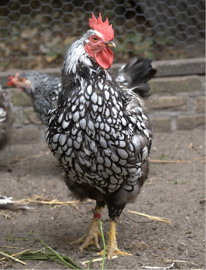 Wyandotte haan, Mannelijk, Kip