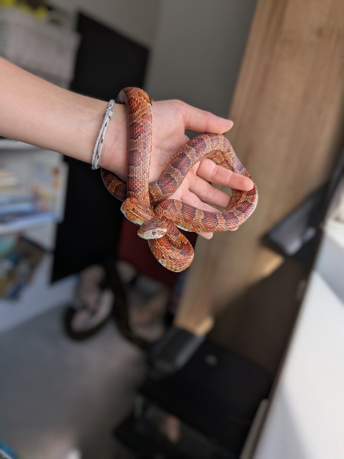 Hele mooie rattenslang van net 1 jaar oud Rat Snake - unknown for sale from Raëma