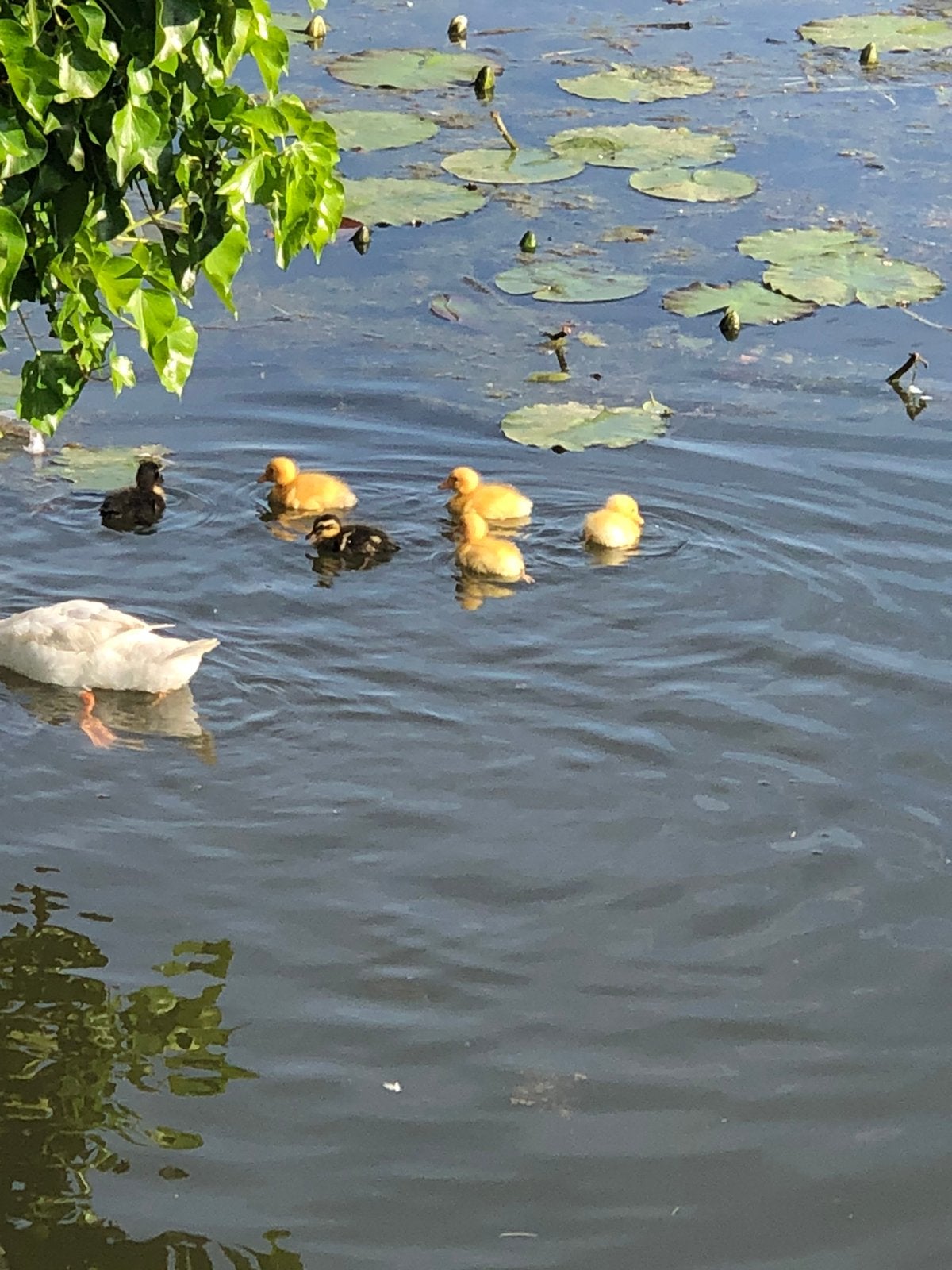 Raszuivere Indische loopeendjes - diverse nestjes - 15,-pst, Geslacht onbekend, Eend