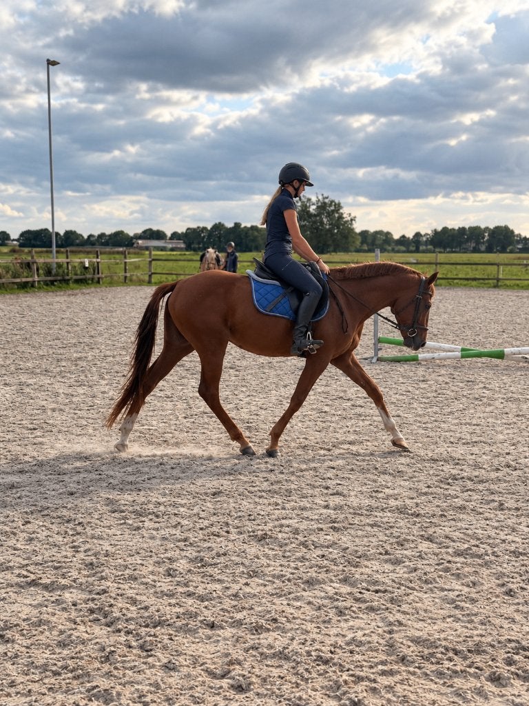 Te koop: brave jonge D-pony met veel potentie, Minder dan 160 cm, Ruin, 3 tot 6 jaar, Gechipt