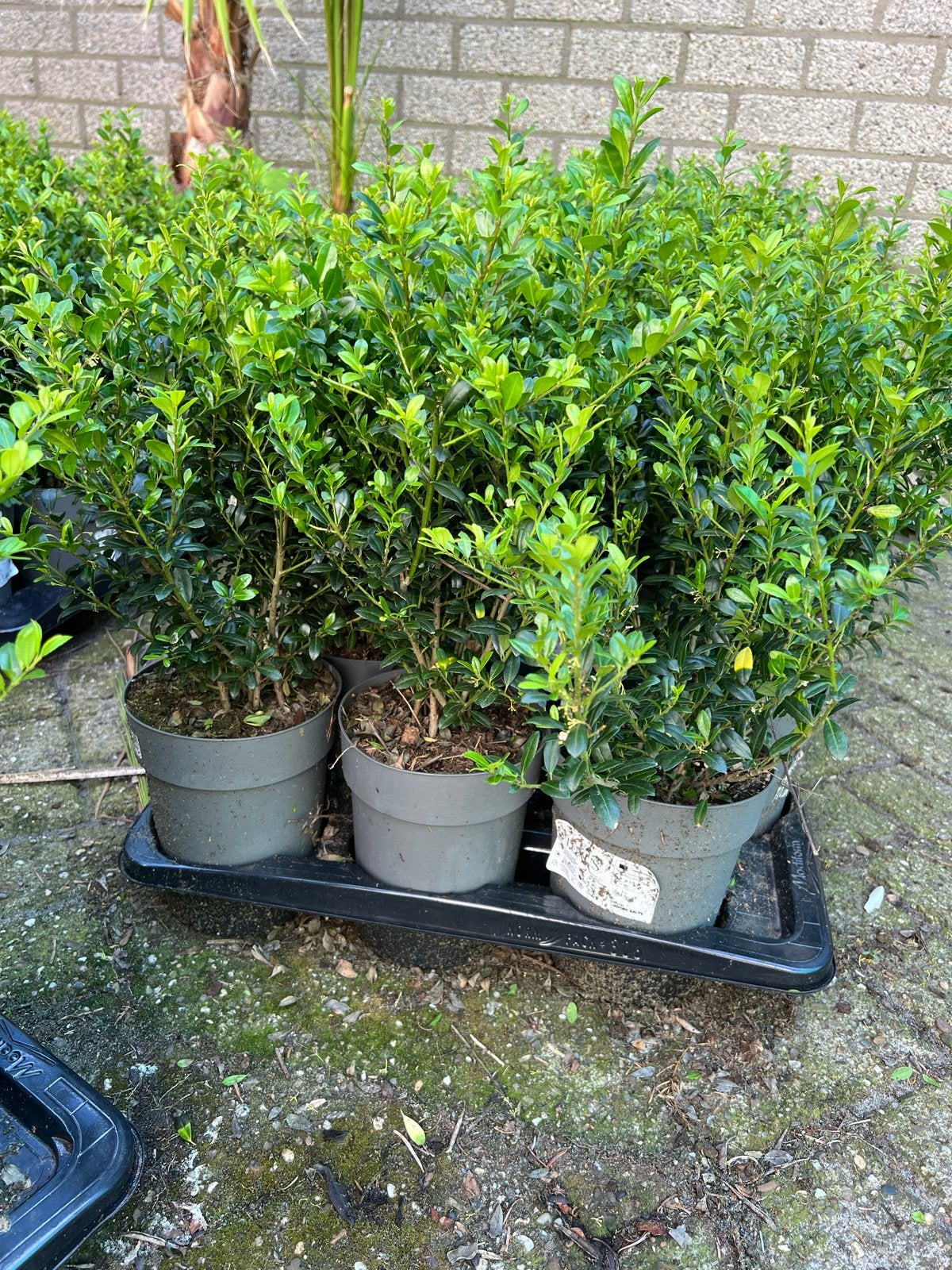 Ilex Crenata 'Convexa' - Buxusvervanger - 80 stuks, 40 cm, Vaste plant, Bloeit niet, Halfschaduw, Ophalen