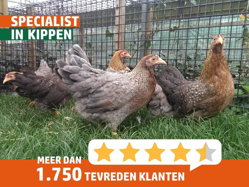 Bielefelder kriel kippen | Goede leggers | Kleine kip