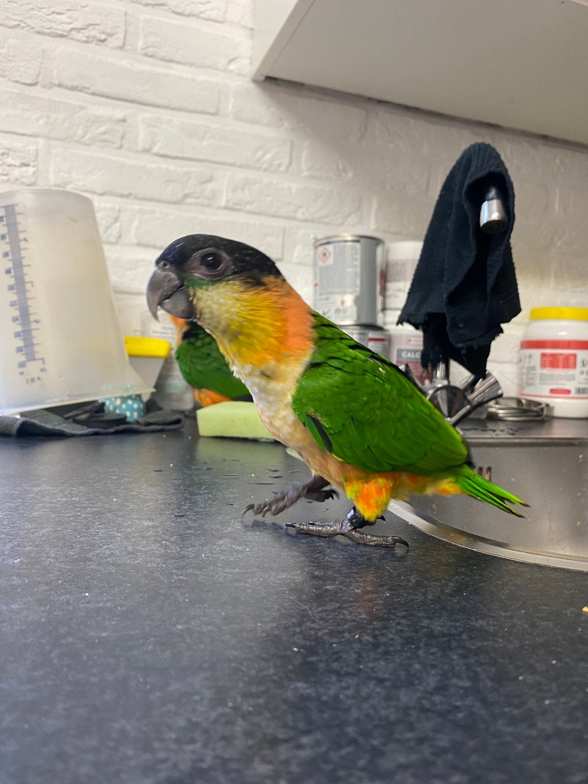 Laatste jonge tamme zwartkopcaique te koop, Dieren en Toebehoren, Vrouwelijk, Papegaai, Geringd