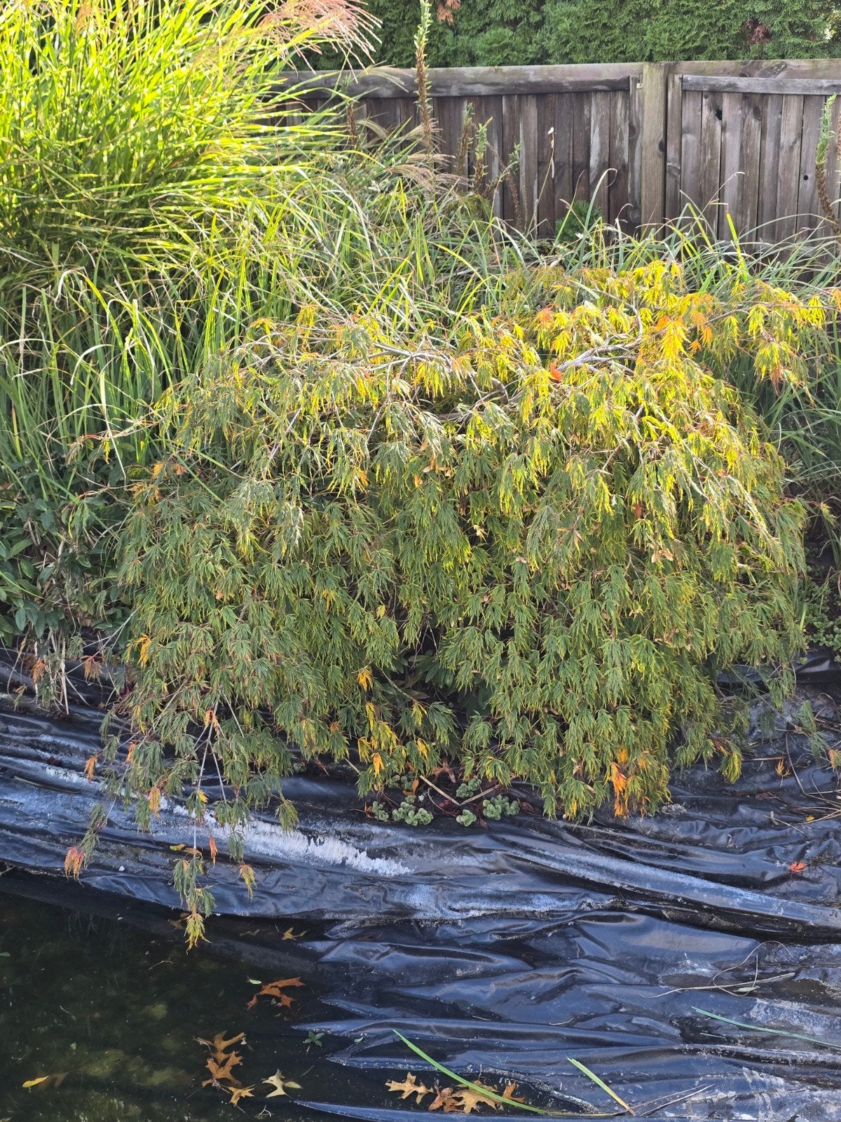 Japanse esdoorn (Acer palmatum Dissectum), Tuin en Terras, Ophalen