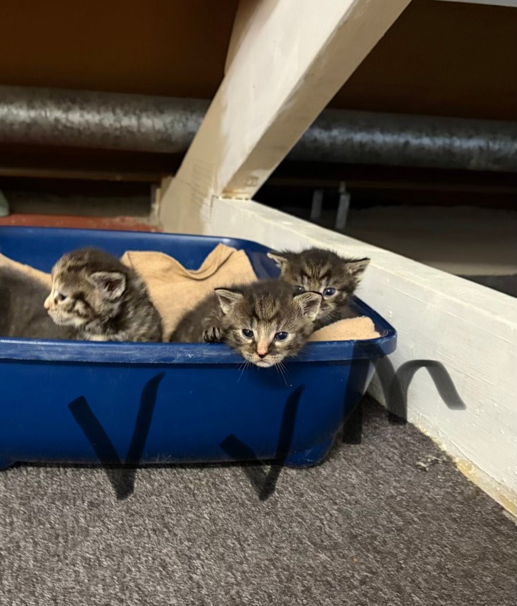 Kittens, Dieren en Toebehoren, Katten en Kittens | Overige Katten, Geslacht onbekend, Kortharig, 0 tot 2 jaar