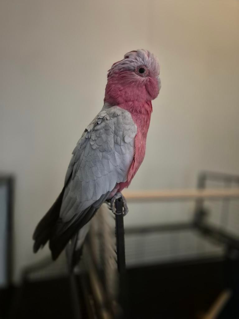 Lieve rosé kaketoe (split lutino), Dieren en Toebehoren, Vogels | Parkieten en Papegaaien, Mannelijk, Papegaai, Geringd