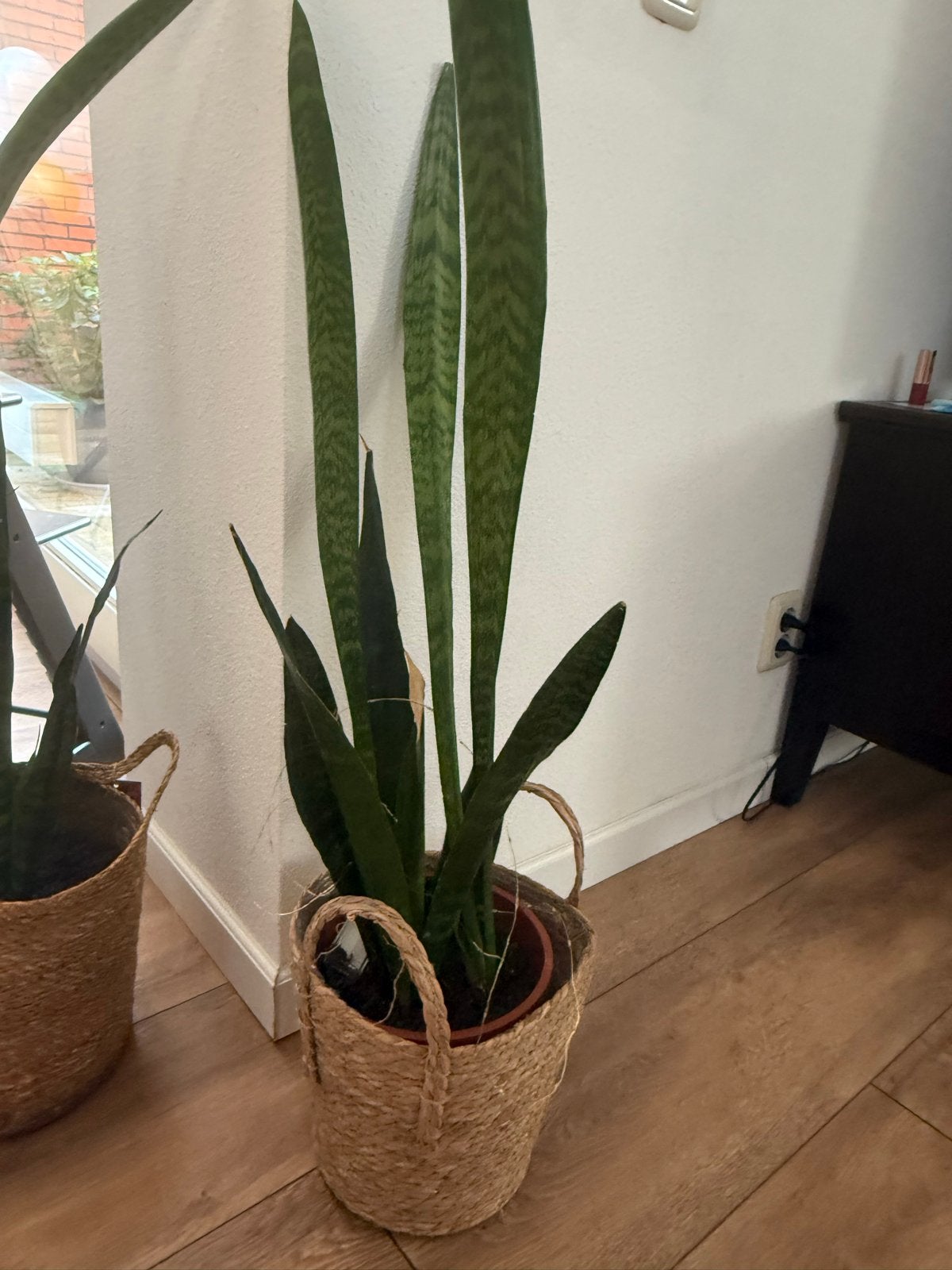 Prachtige Sansevieria - Ideaal voor elk interieur, Vaste plant, Bloeit niet, Halfschaduw, Ophalen