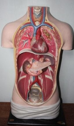 Antieke vintage Somso Gips Torso-model - Anatomisch, Antiek en Kunst, Ophalen of Verzenden