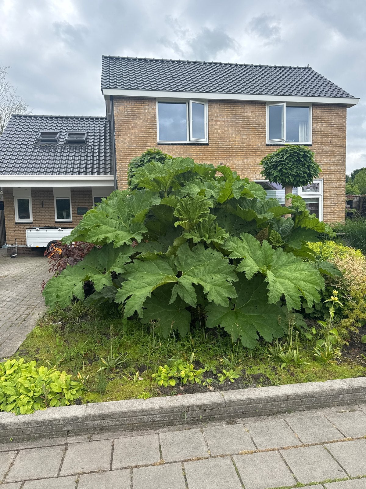Reuzenrabarber (Gunnera manicata) - Grote blikvanger, Tuin en Terras, Planten | Tuinplanten, Vaste plant, Halfschaduw, Zomer, Ophalen