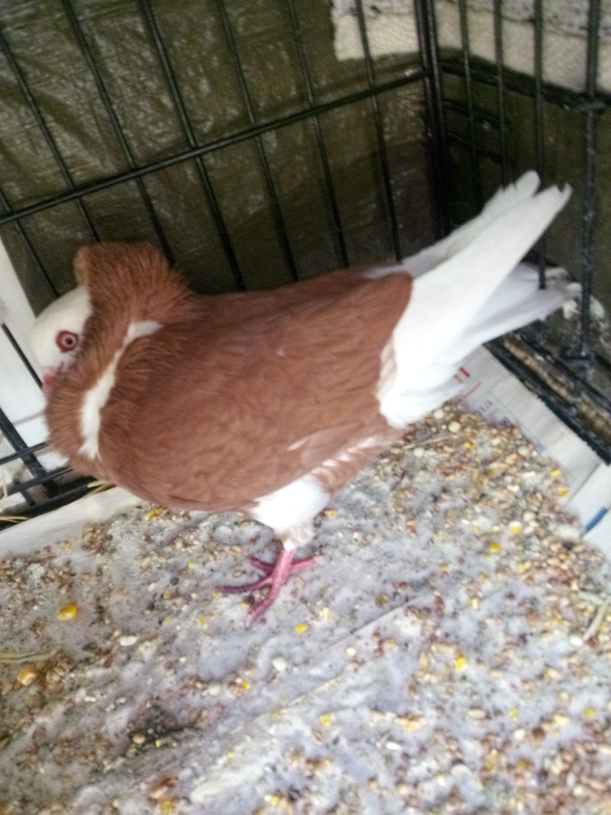 Cappucijner ( doffer), Dieren en Toebehoren, Mannelijk