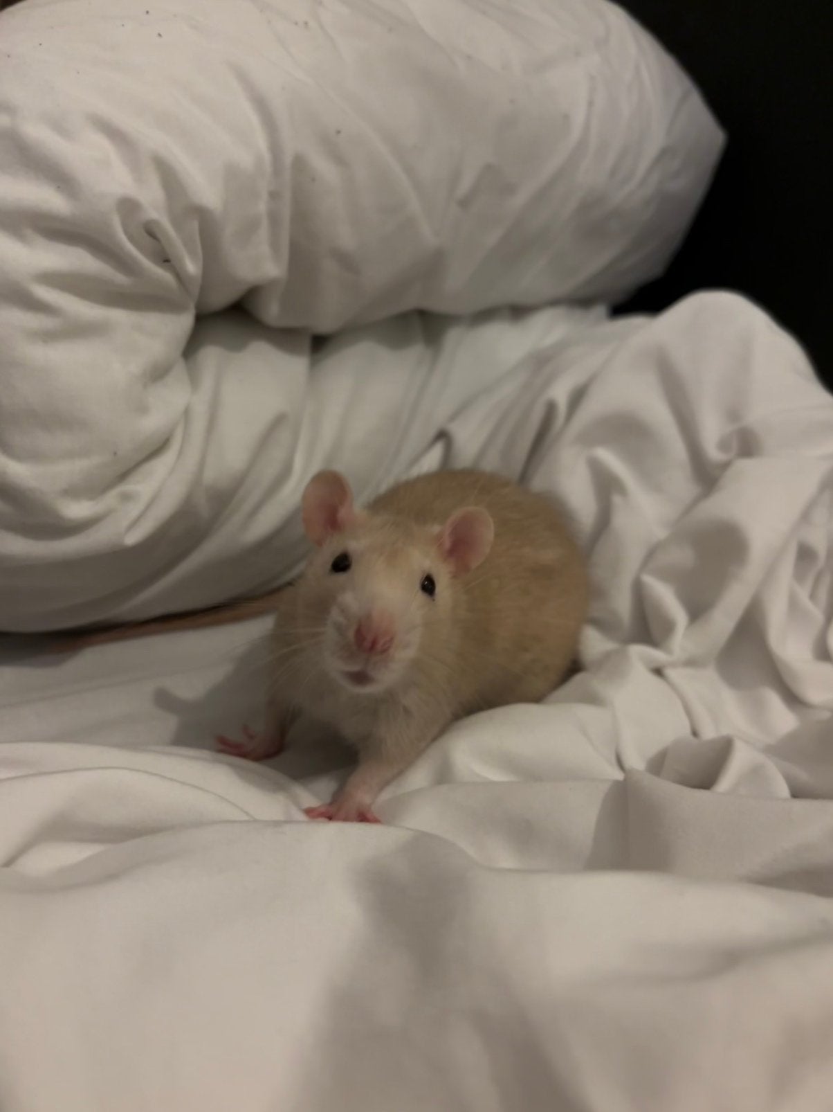Jimmy zoekt een huisje (Rat man), Rat, Maart, Mannelijk, Tam