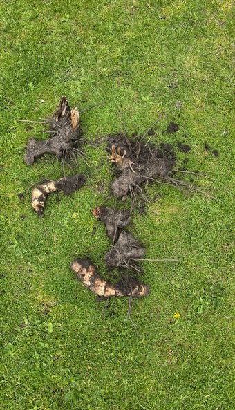Rhizomen / knollen Canna Altensteinii te koop!, Ophalen of Verzenden, Volle zon, Knol