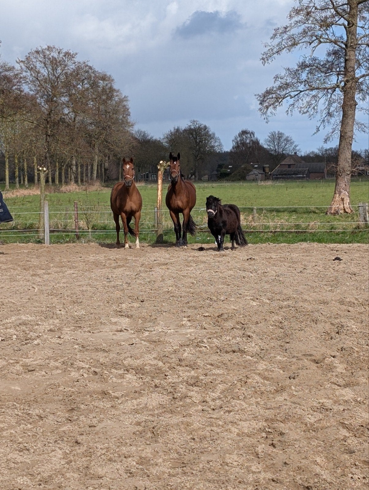 Pony / paard  stal te huur, Dieren en Toebehoren, Weidegang
