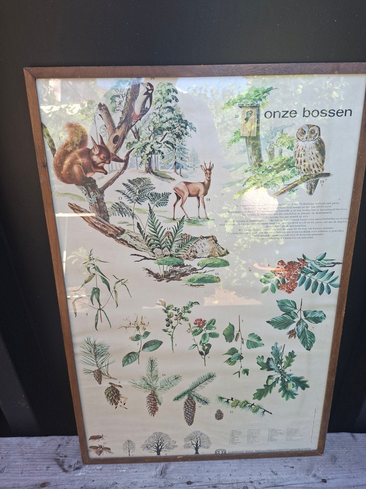 Prachtige Vintage Schoolplaat "Onze Bossen" – Ingelijst (IVN, Ophalen, Natuur en Biologie