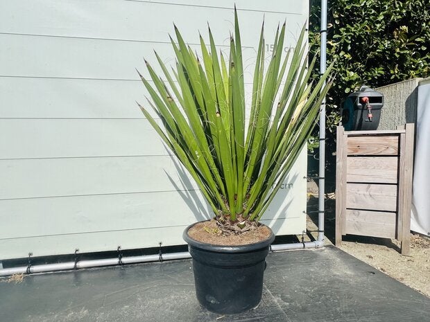 Palmboom - Yucca Faxoniana, Ophalen of Verzenden, 100 tot 250 cm, Zomer, Palmboom