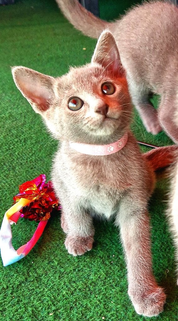Blauwe Rus kittens met stamboom te koop, Dieren en Toebehoren, Katten en Kittens | Raskatten | Korthaar, Meerdere dieren, Met stamboom