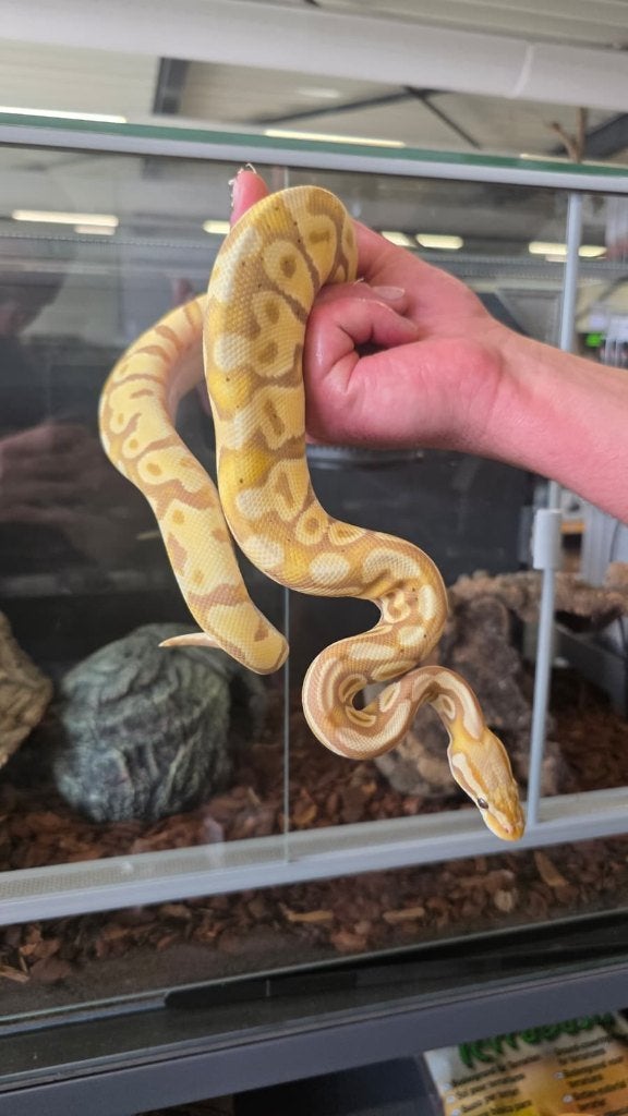 Prachtige Ball Python (Pastel Banana) 1.0 Ball Python - male for sale from Aquadeco