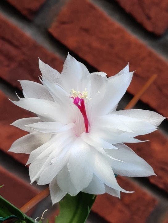 Schlumbergera 'Holly Double' stek ongeworteld, Verzenden, Halfschaduw, Minder dan 100 cm