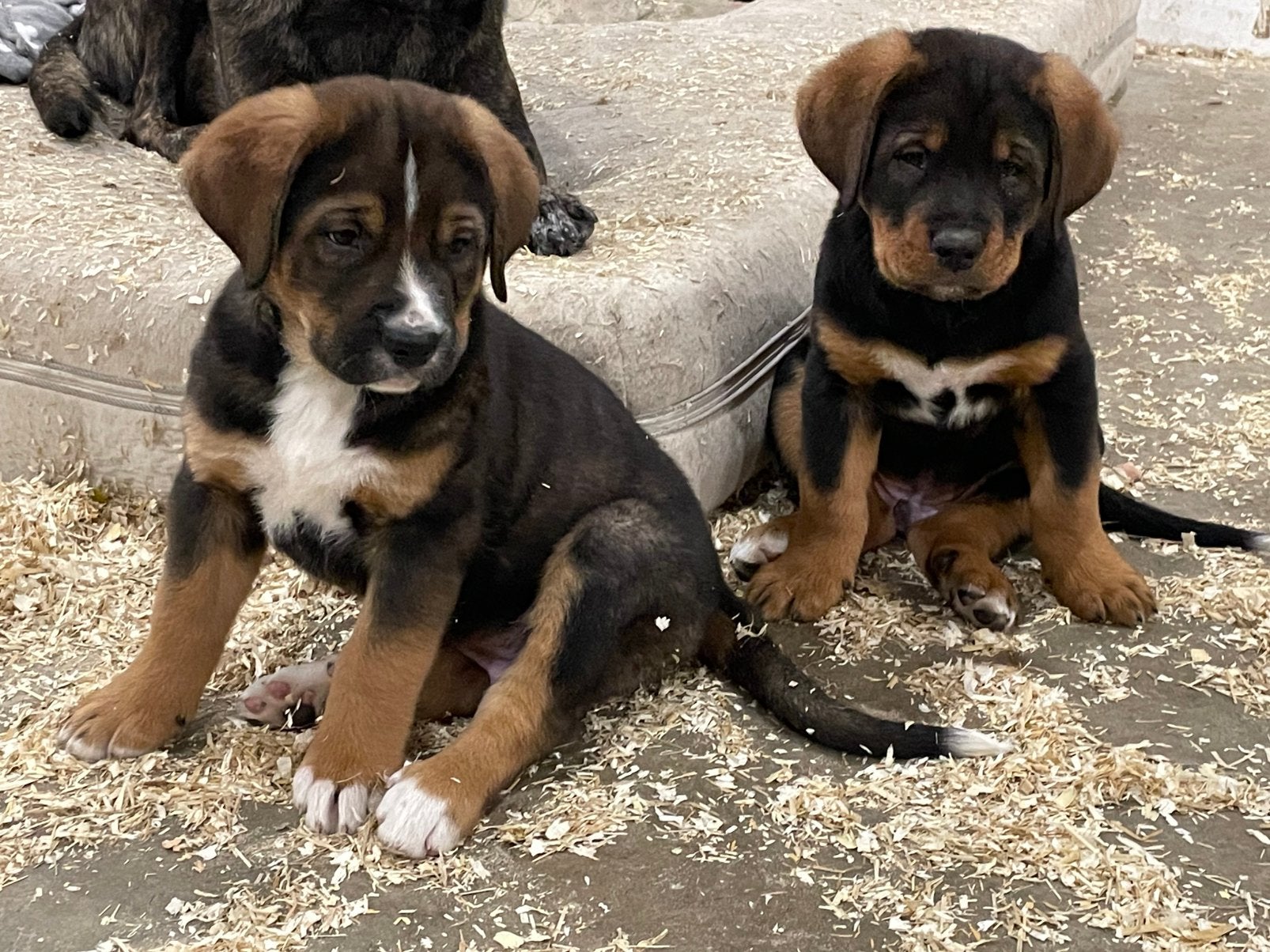 Bernersennen x hollandse herder pups., 8 tot 15 weken, Groot, Meerdere, Meerdere dieren