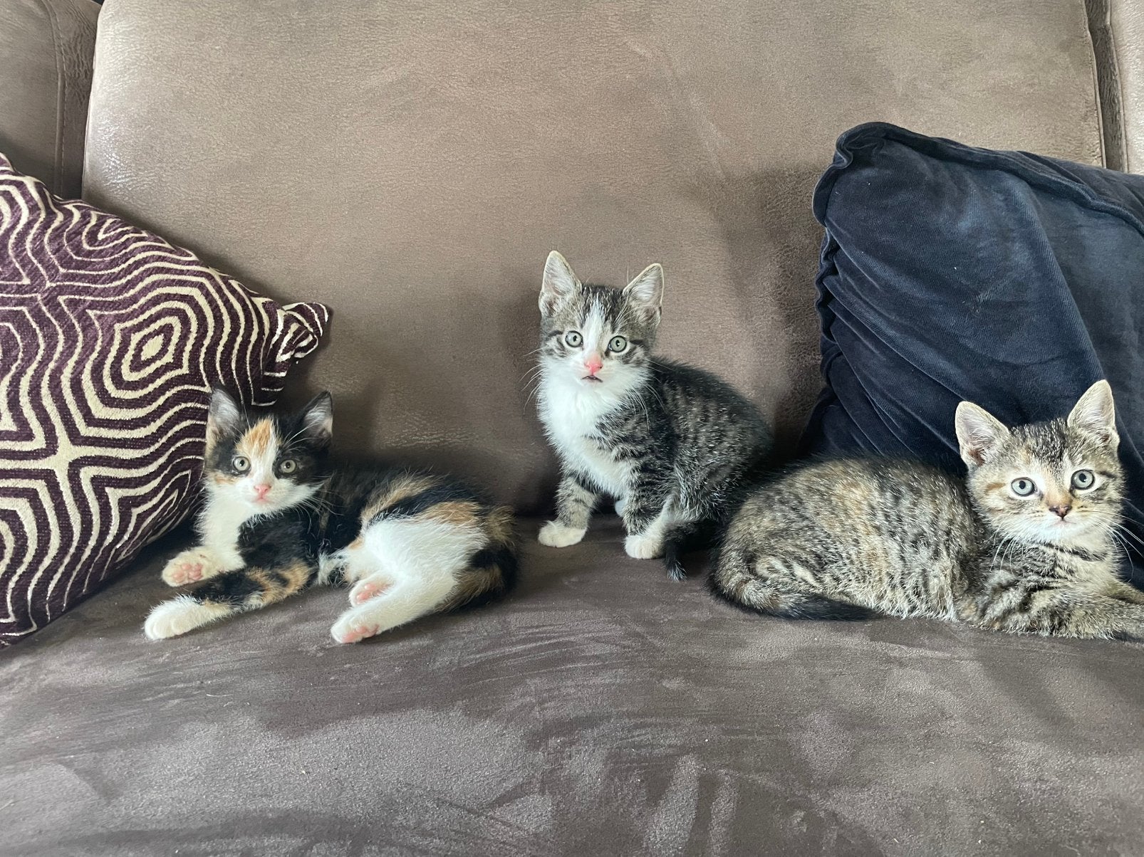 Drie hele lieve kittens te koop!, Poes